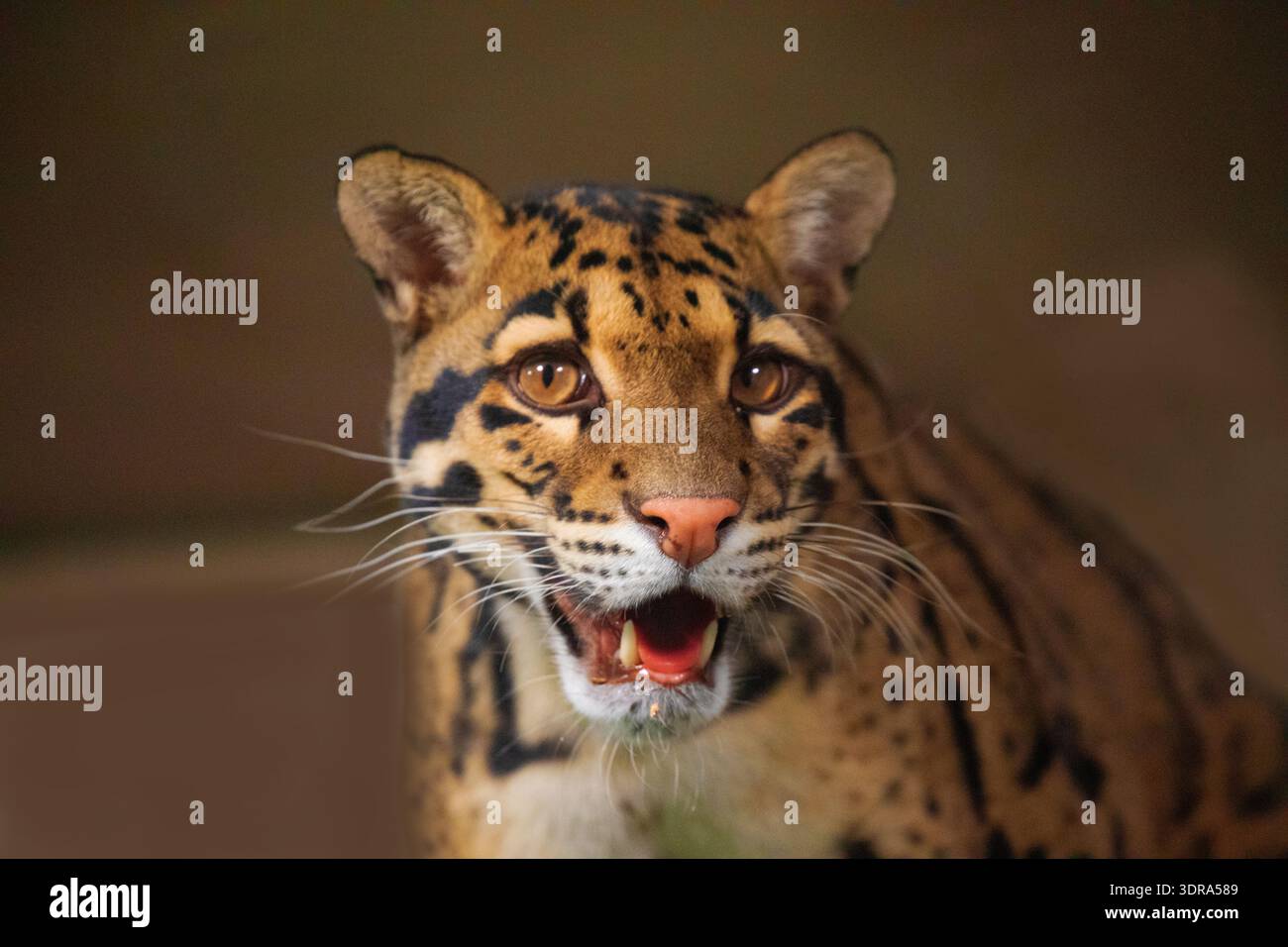 Chat sauvage léopard nuageux (Neofelis nebulosa) Banque D'Images
