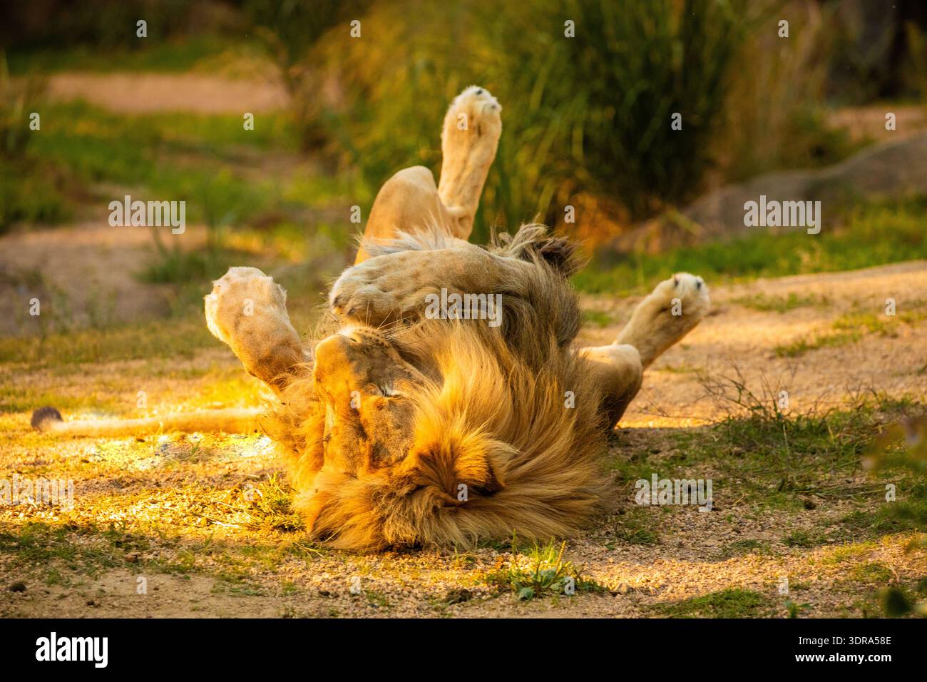 Paire de Lions adultes jouant dans le jardin zoologique Banque D'Images