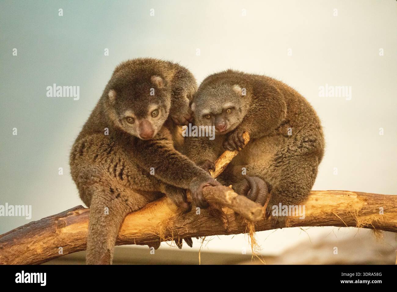 Mignon ours sauvage cuscus aulirops ursinus arboricole Banque D'Images