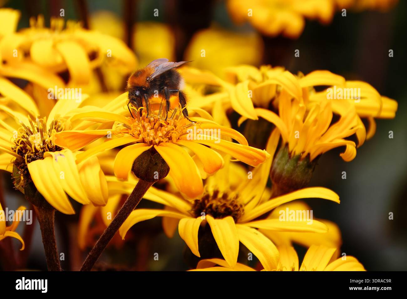 Bourdon prenant du pollen et du nectar d'une fleur d'armoise jaune Banque D'Images