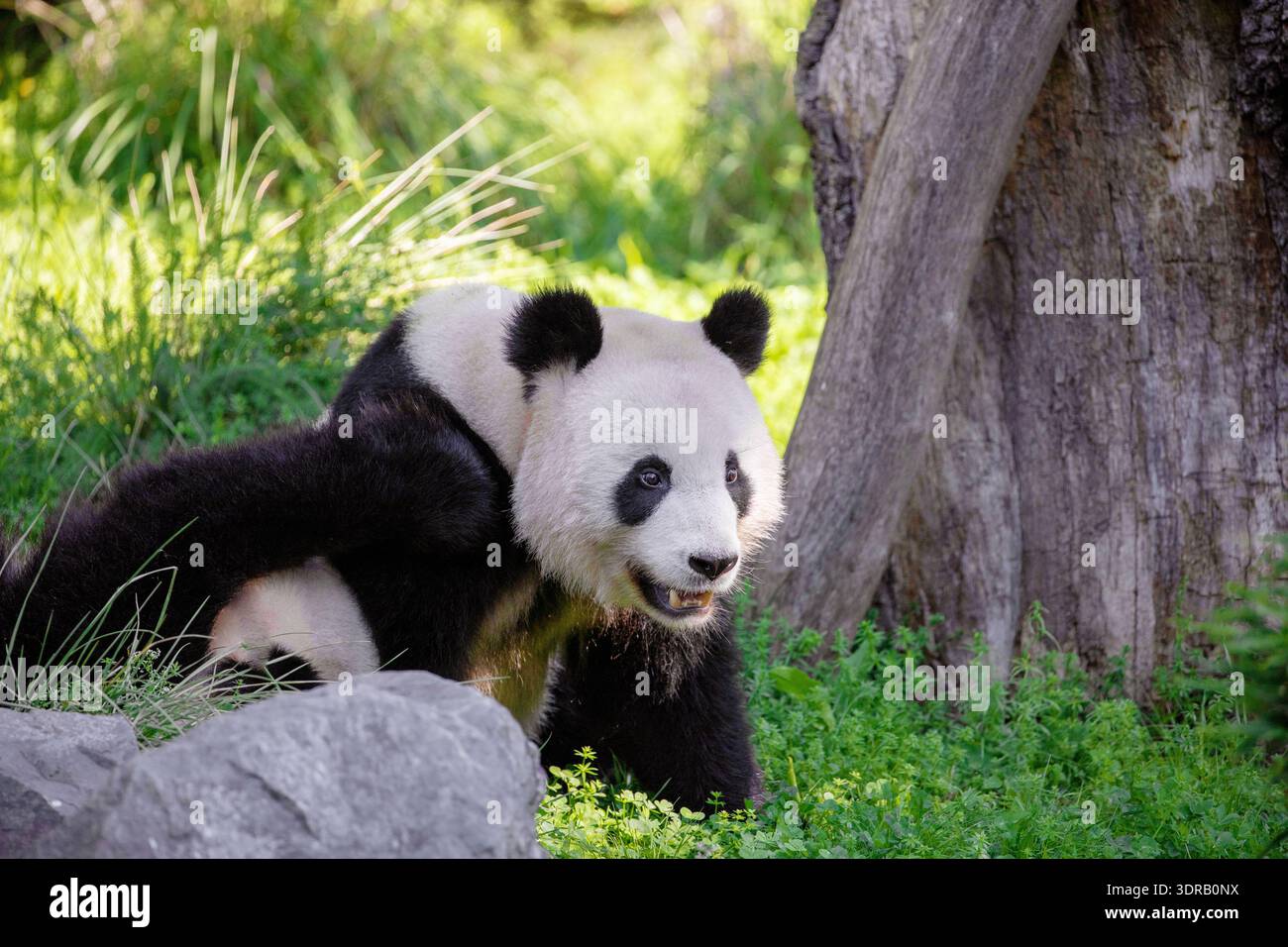 Joyeuse jouant aux pandas sur une pelouse verte Banque D'Images