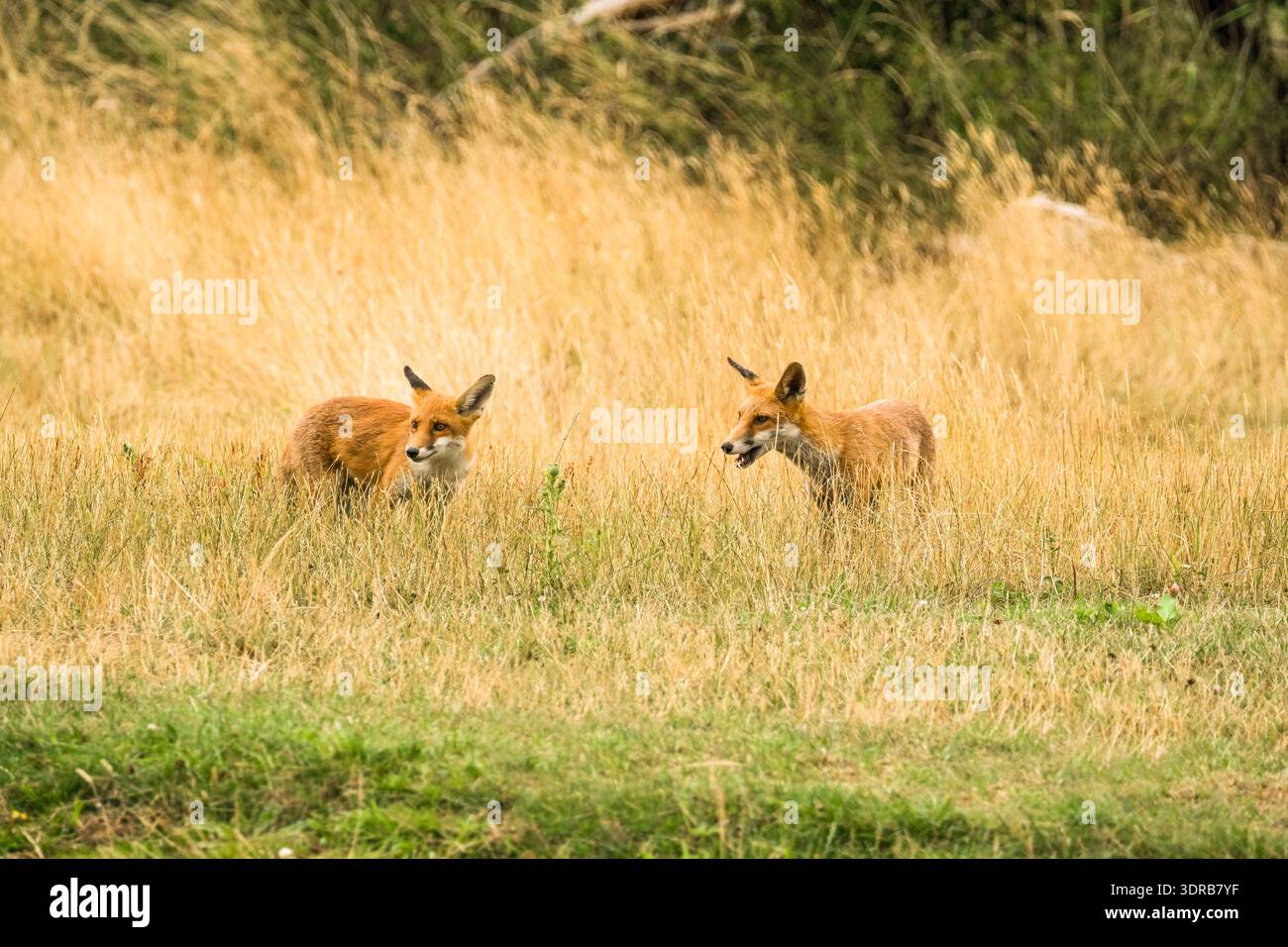 Deux juvéniles de renard roux d'Eurasie (Vulpes vulpes) émergeant de la couverture d'herbe longue. Worcestershire Angleterre Royaume-Uni. Juillet 2025 Banque D'Images