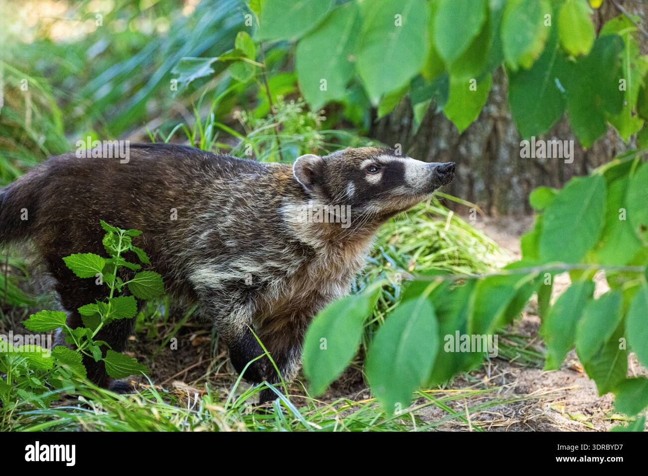 Coati d'Amérique du Sud, ou Coati Nasua nasua à queue annulaire Banque D'Images