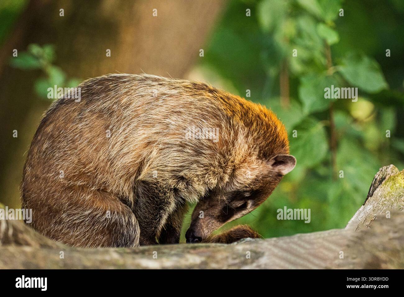 Coati d'Amérique du Sud, ou Coati Nasua nasua à queue annulaire Banque D'Images