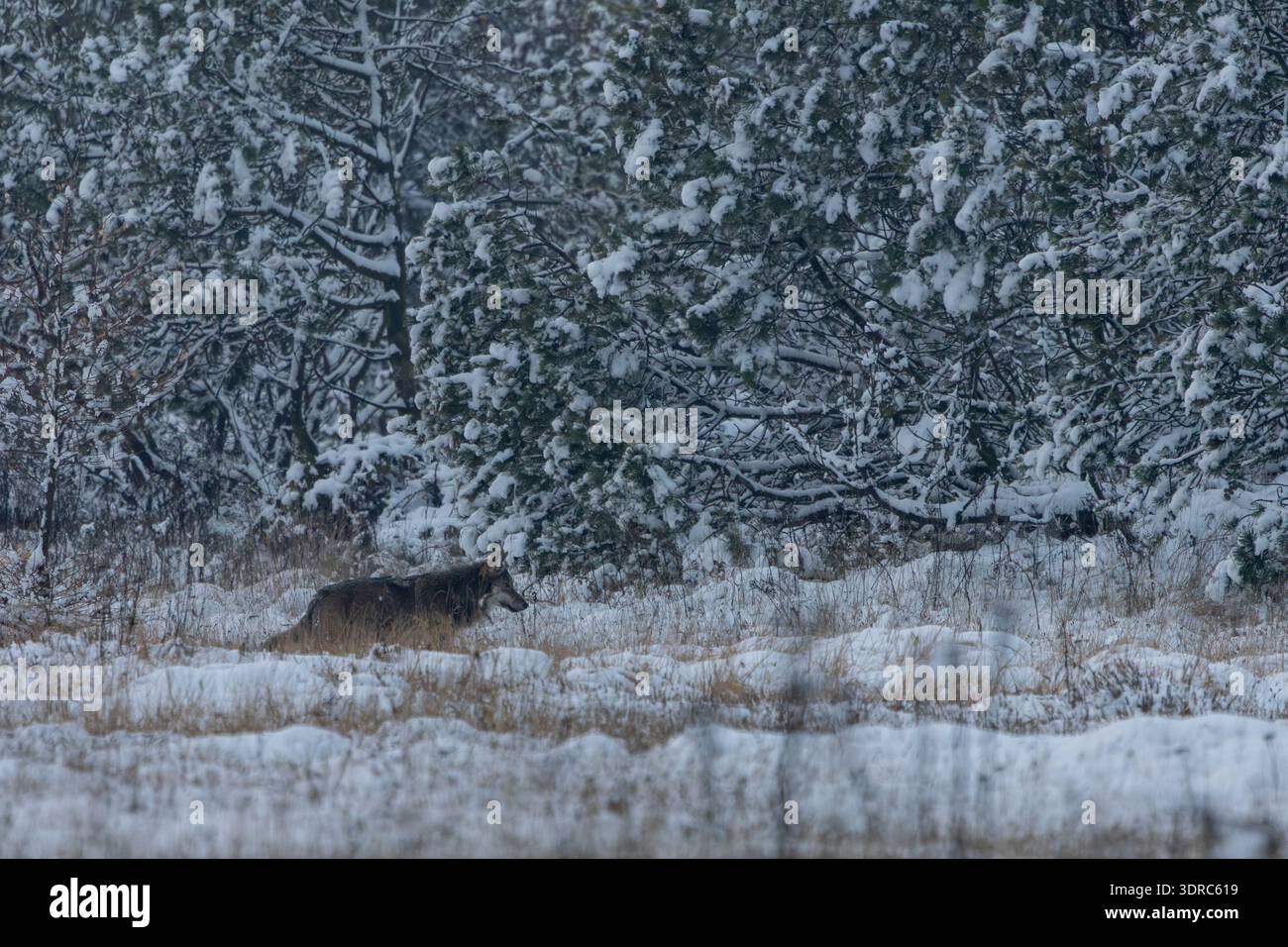 Une épaisse fourrure d'hiver protège le chiot loup gris de 8 mois contre la neige et le froid / Canis lupus Banque D'Images