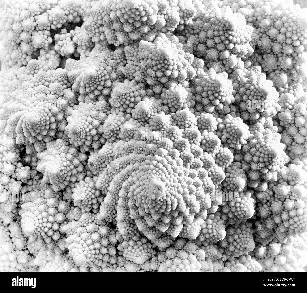 Résumé monochrome gros plan de Broccoli Romanesco Banque D'Images