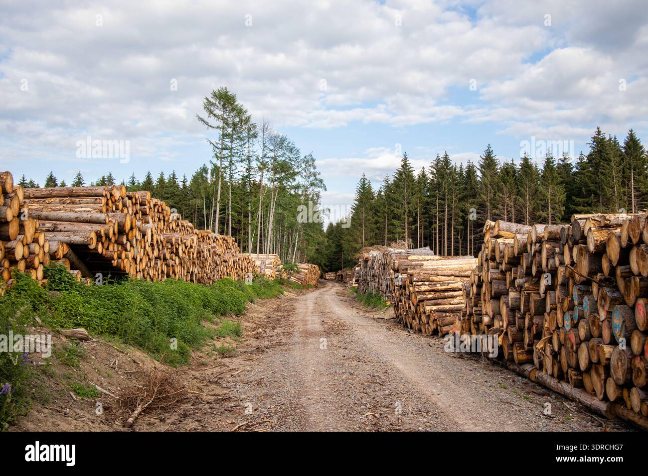 Pile de bois au bord du chemin forestier Banque D'Images
