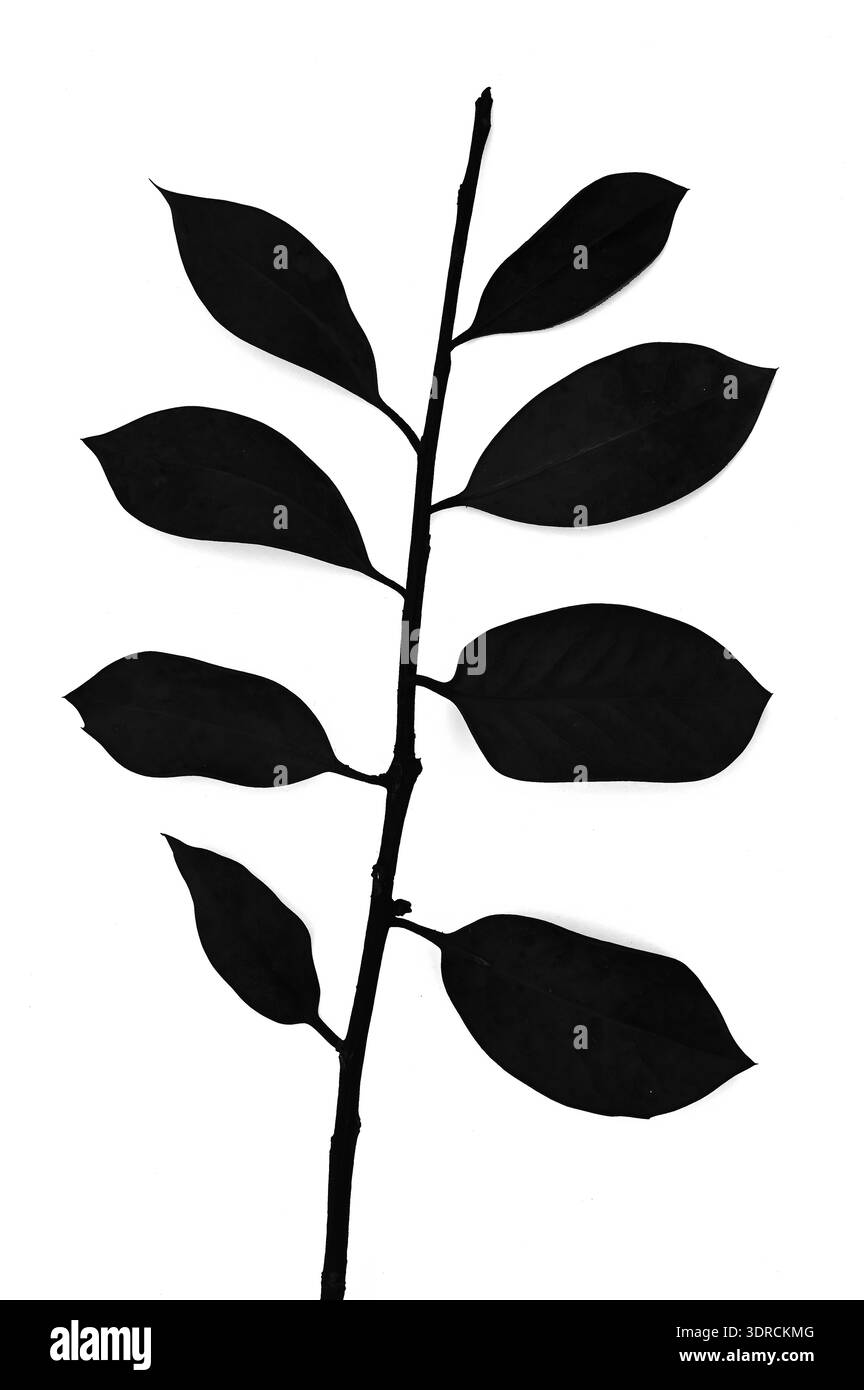Silhouette monochrome graphique de tige de houx avec huit feuilles lisses Banque D'Images