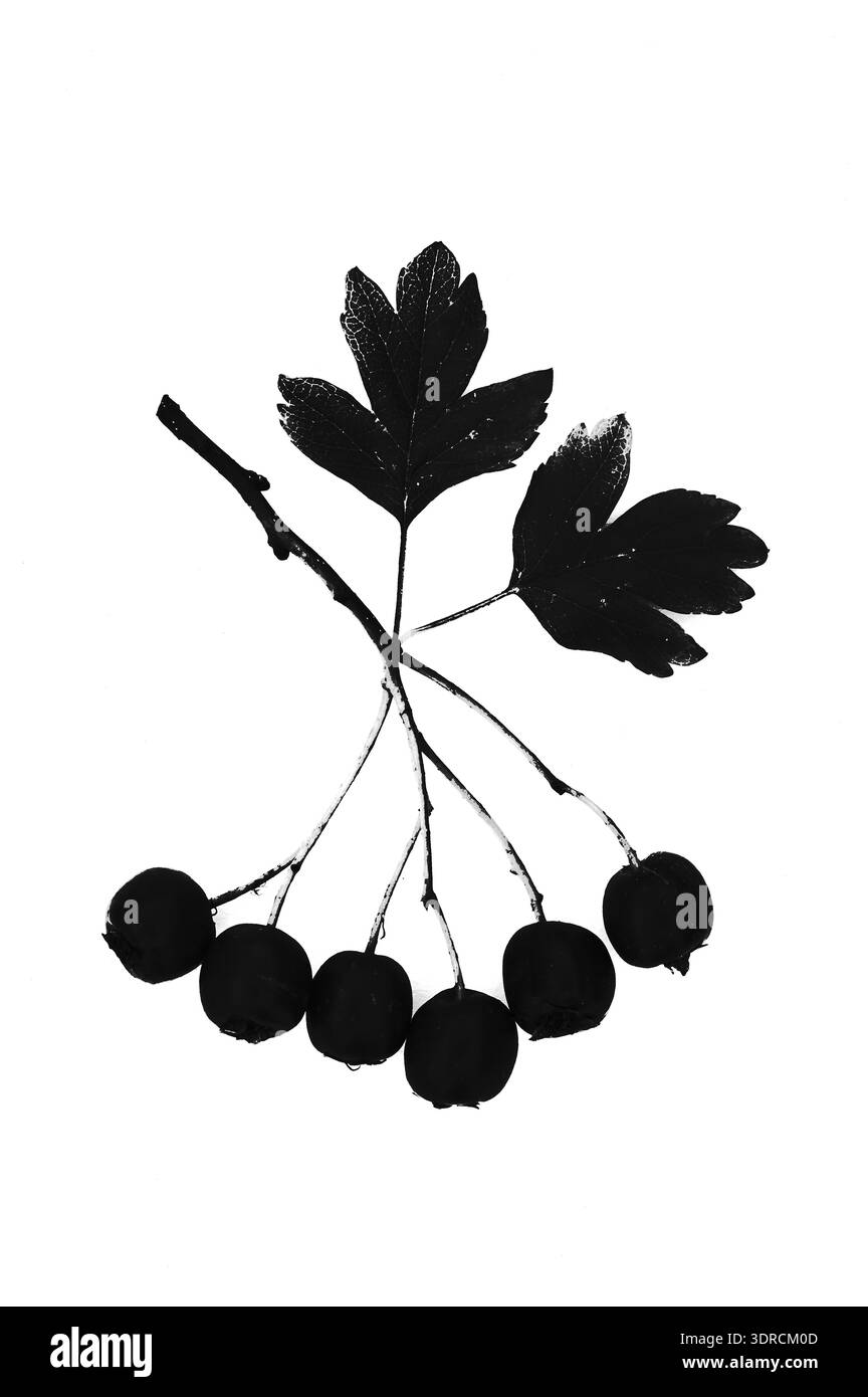 Silhouette monochrome graphique de tige d'aubépine avec deux feuilles et six baies Banque D'Images