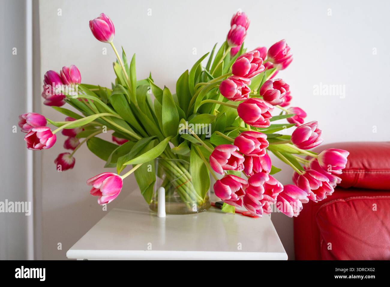 Bouquet de fleurs de tulipes roses pièce maîtresse de tulipes basse penchée sur la table, tiges renversant vers le canapé rouge, détendue Banque D'Images