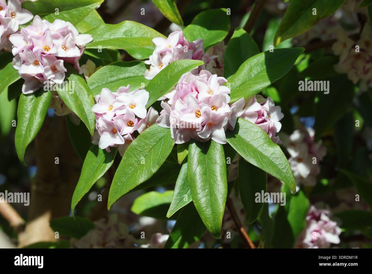 Grappe de délicates fleurs daphné roses terminales parfumées à la fin de l'hiver. Daphne bholua « Jacqueline Postill » Banque D'Images