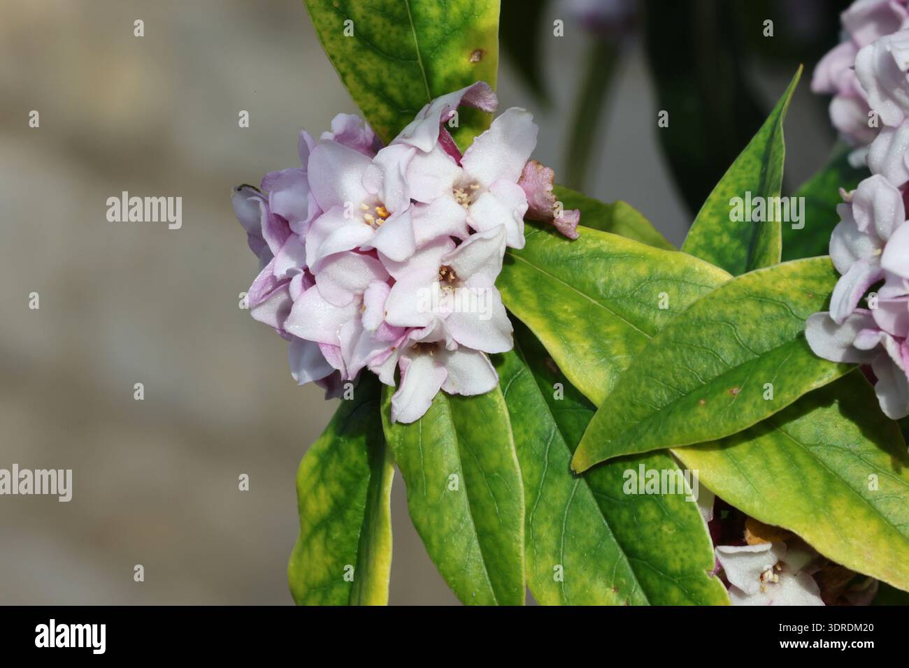 Grappe de délicates fleurs daphné roses terminales parfumées à la fin de l'hiver. Daphne bholua « Jacqueline Postill » Banque D'Images