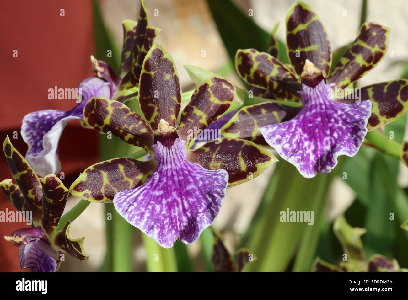 Fleurs d'orchidée parfumées dramatiques avec des rayures brunes rougeâtres sur fond vert et lèvre blanche veloutée vibrante tachetée de violet. Orchidée Zygopetalum Banque D'Images