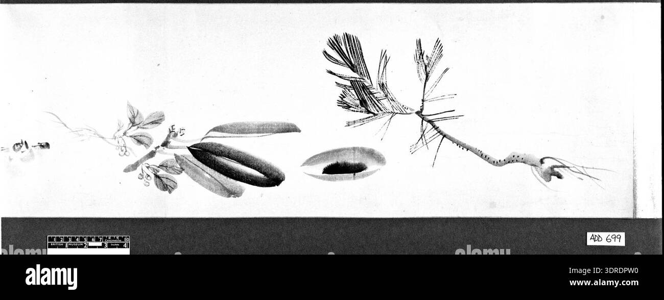 Le rouleau à main japonais de 1848 illustre des scènes ludiques de giga du nouvel an, y compris de jeunes branches de pin au charbon de bois, des kakis séchés, des crevettes, une table laquée à la dorade cuite et des sprays de camélia et de cerises. D'autres représentations montrent des démons fuyant alors que des haricots sont jetés pendant Setsubun, Daikoku et Jurojin avec une échelle, un serviteur recevant un massage du dos d'une vieille femme, Ushiwakamaru avec Benkei, une « fille de la wisteria » se lavant les cheveux, et un poisson-chat avec une gourde. Encre et couleur claire sur papier, signé et scellé. Banque D'Images