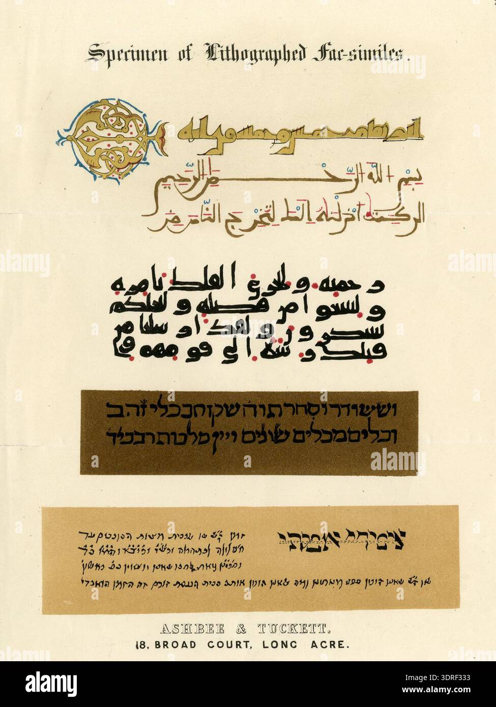 Cette feuille chromolithographique de 1865-1885 contient quatre inscriptions en fac-similé en alphabets arabes et asiatiques. L'estampe illustre la reproduction lithographique du XIXe siècle, la représentation d'inscriptions multilingues, les détails calligraphiques, la mise en page de feuilles et la documentation visuelle d'écritures non latines à des fins de référence ou de publication. Banque D'Images