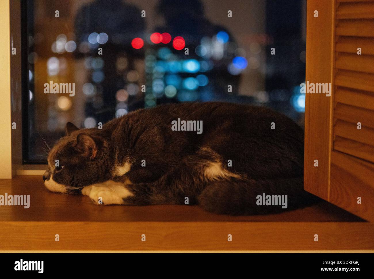Gros plan d'un chat gris mignon et moelleux dormant sur un rebord de fenêtre en bois. Un animal doux est allongé sur la fenêtre de l'appartement. Lumières de la ville dans Banque D'Images