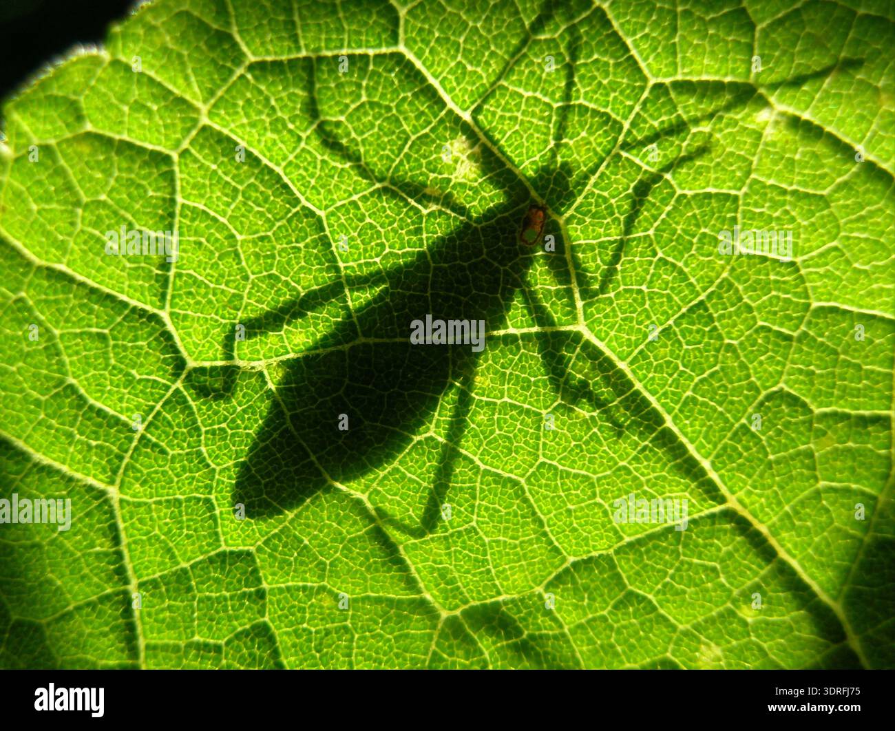 Plan macro grand angle d'une ombre d'insecte projetée sur une feuille vert vif avec des motifs veineux visibles. Fond de nature abstraite, silhouette conceptuelle d'un Banque D'Images