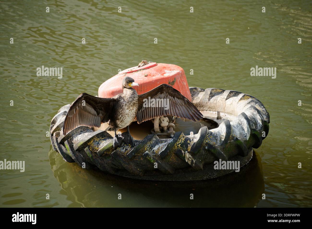 Un Shag Seabird sur une bouée qui sèche ses ailes au soleil. Dans les docklands de Londres, Canary Wharf. Banque D'Images