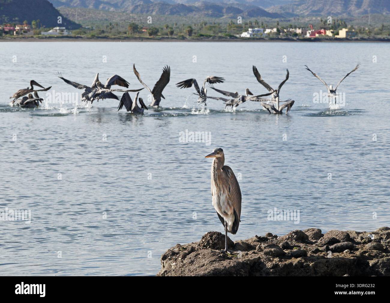 Un grand héron bleu attend patiemment un petit poisson pour nager tandis que les pélicans bruns plongent dans le fond dans la mer de Cortes près de Nopolo, Ba Banque D'Images