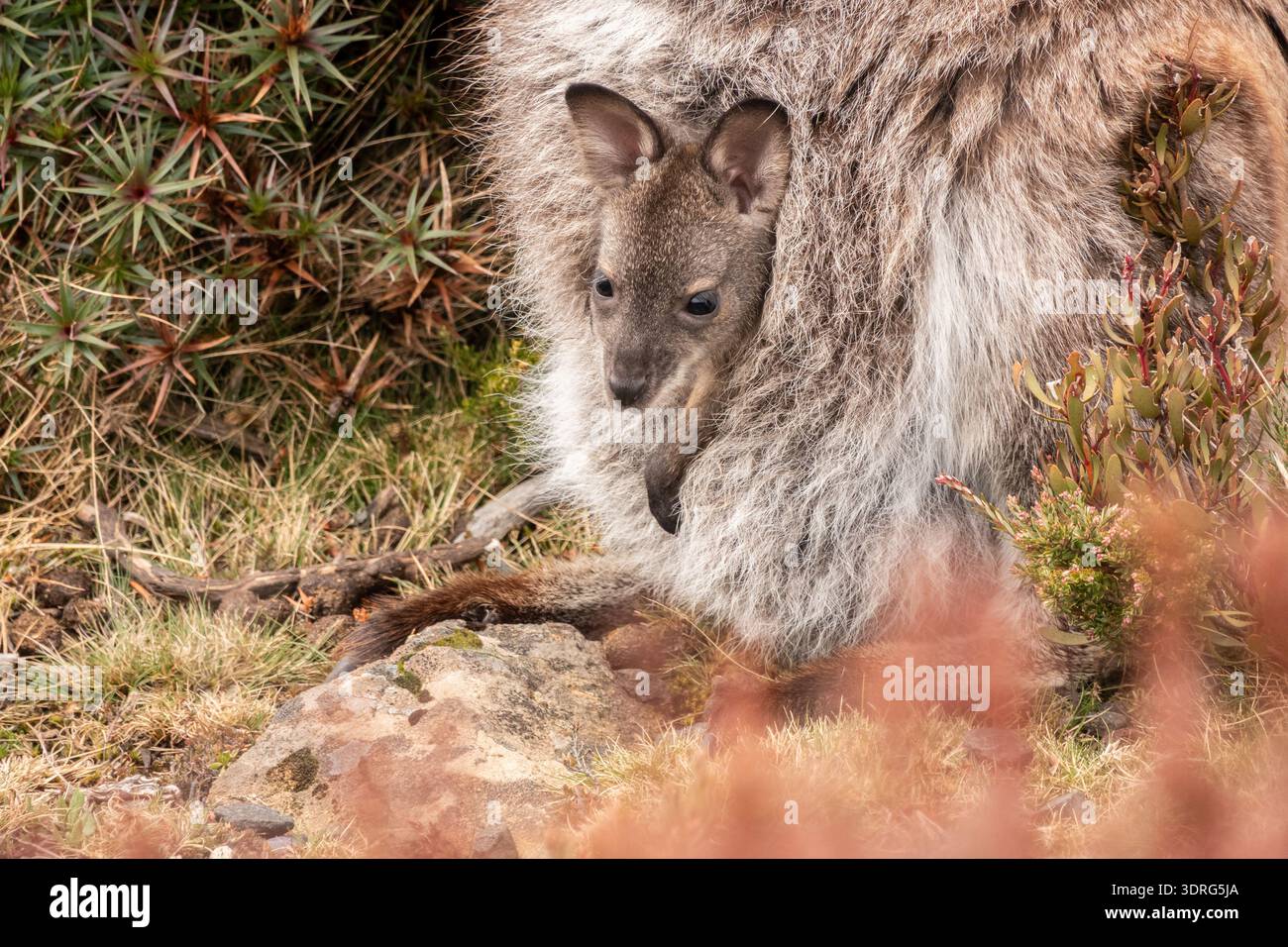 Gros plan portrait d'un bébé wallaby dans sa poche en Tasmanie ; Australie Banque D'Images