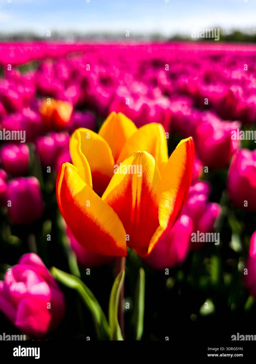 Les champs de tulipes vibrants fleurissent avec des pétales colorés à Flevoland, aux pays-Bas au printemps Banque D'Images