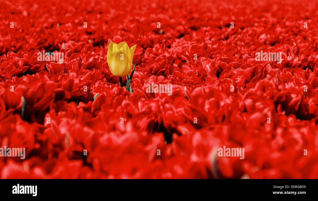 Champs de tulipes vibrants aux pays-Bas présentant un contraste de couleurs époustouflant au printemps Banque D'Images
