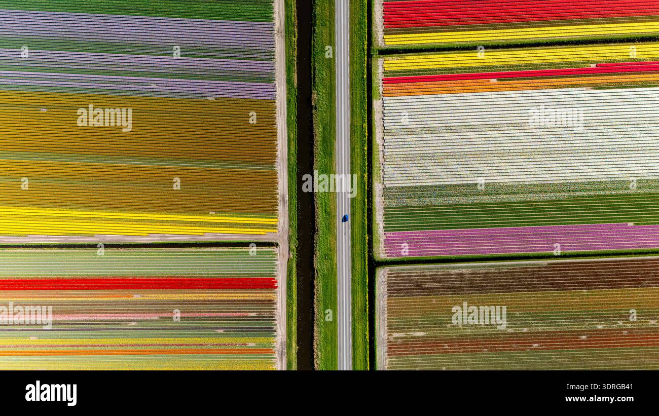 Superbe vue aérienne des champs de tulipes vibrants aux pays-Bas pendant la floraison printanière Banque D'Images