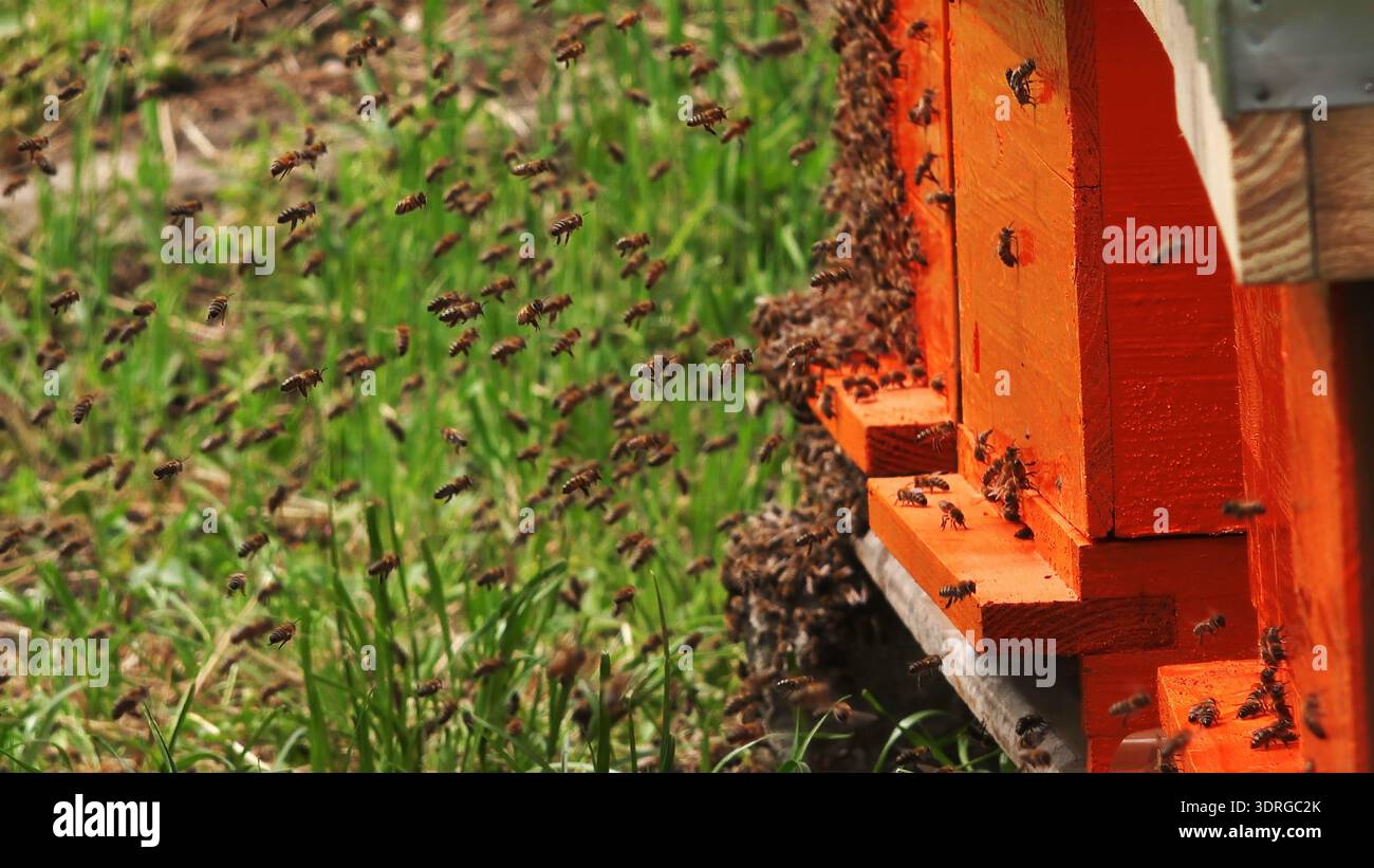 Essaim d'abeilles mellifères volant autour de l'entrée de ruche orange dans la prairie verte, foyer sélectif Banque D'Images
