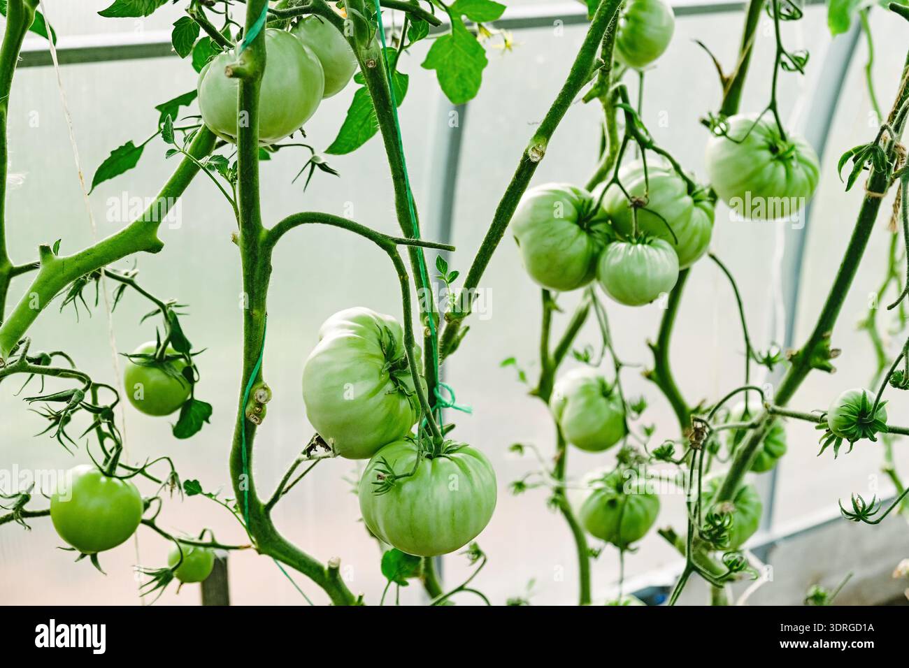 Tomate verte non mûre sur la vigne poussant dans une serre avec des feuilles et des tiges. Agriculture biologique, jardinage à domicile et concept d'agriculture durable avec fr Banque D'Images