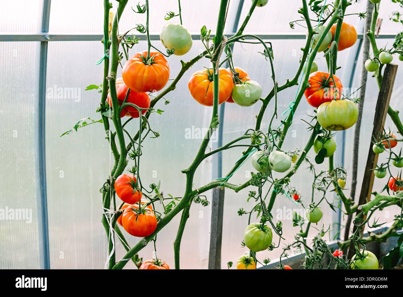 Plante de tomate héritée avec mûrissement de fruits rouges et verts poussant dans une serre. Formation verticale de la vigne, jardinage biologique et agriculture durable à domicile Banque D'Images