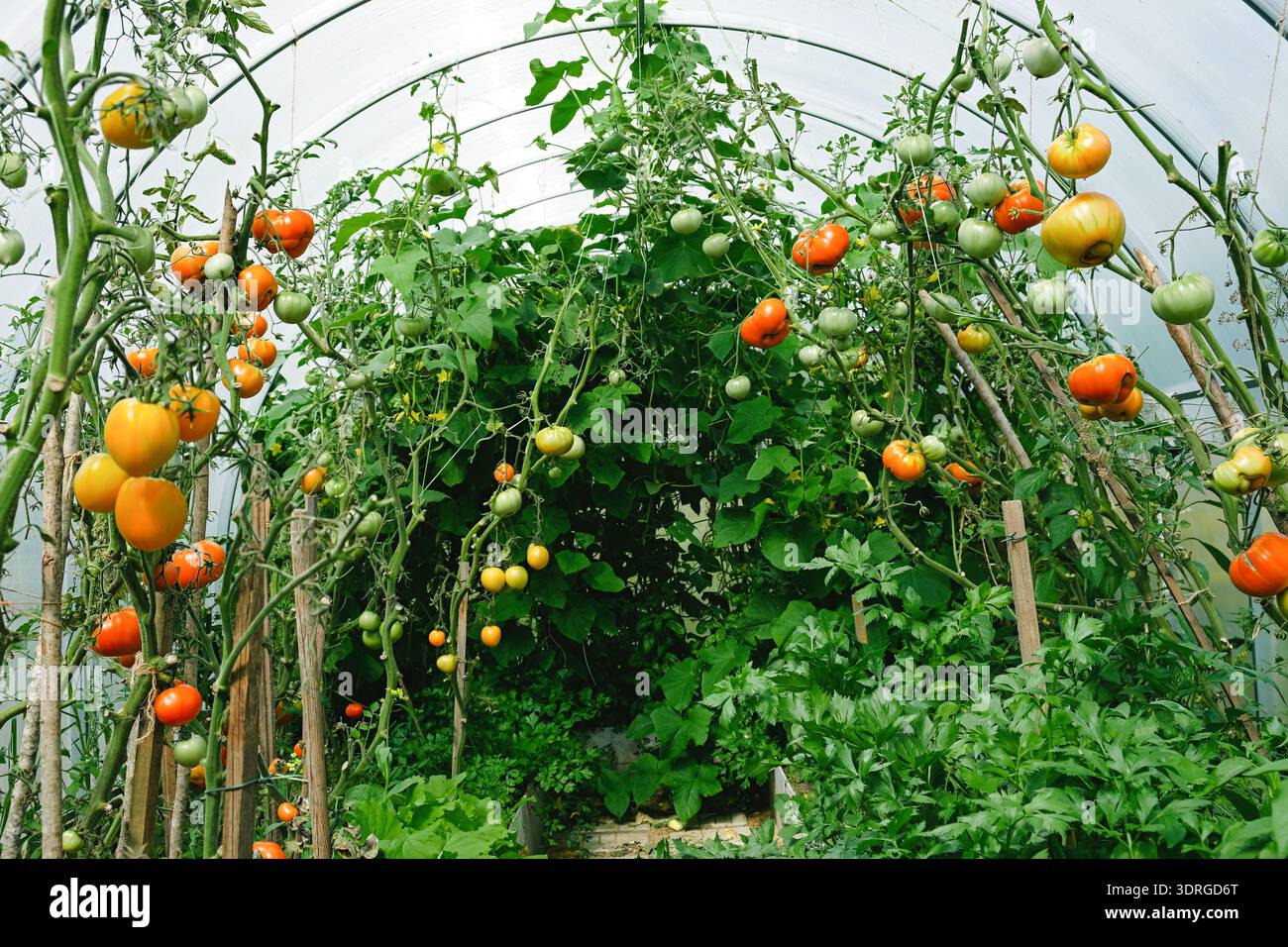 Intérieur d'une serre avec vigne de tomate plein de fruits mûrs et non mûrs et de verdure luxuriante. Agriculture biologique, jardinage durable et récolte saisonnière Banque D'Images