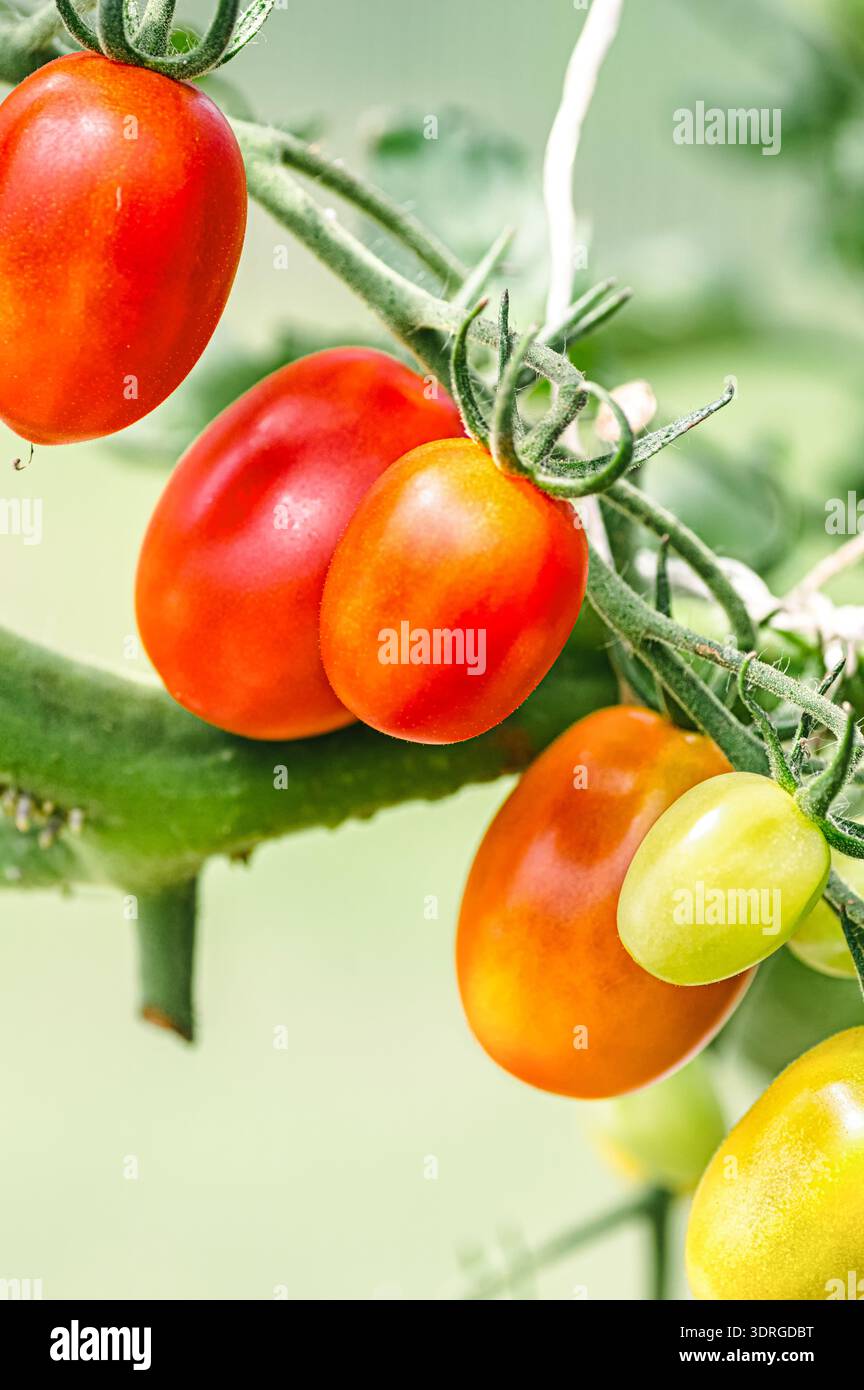 Macro gros plan de tomate mûre sur vigne avec des fruits verts et jaunes sur la plante. Concept de récolte de jardin biologique pour des aliments sains, des ingrédients de cuisine et agr Banque D'Images