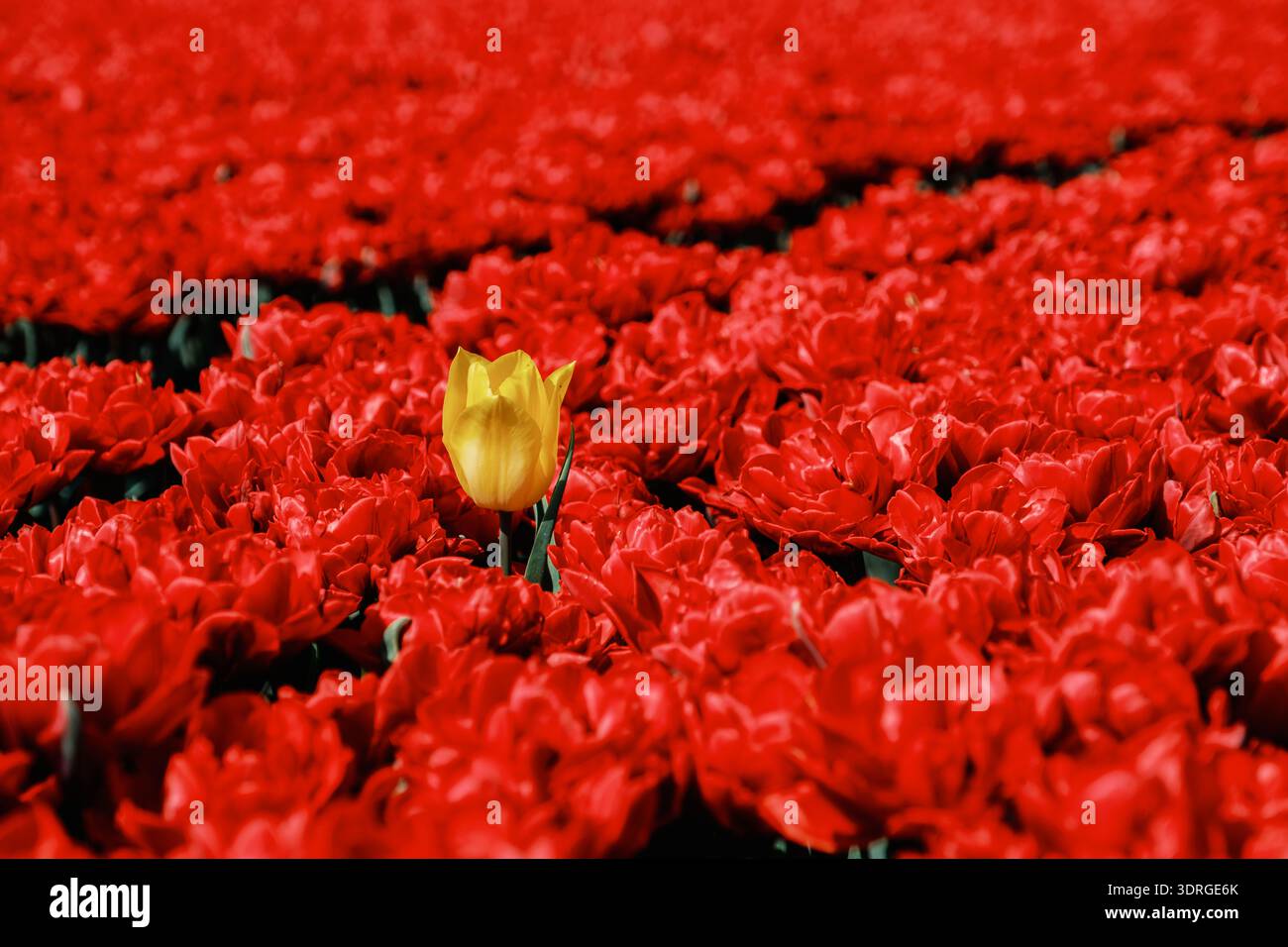 Champs de tulipes vibrants aux pays-Bas présentant un contraste saisissant de couleurs au printemps Banque D'Images