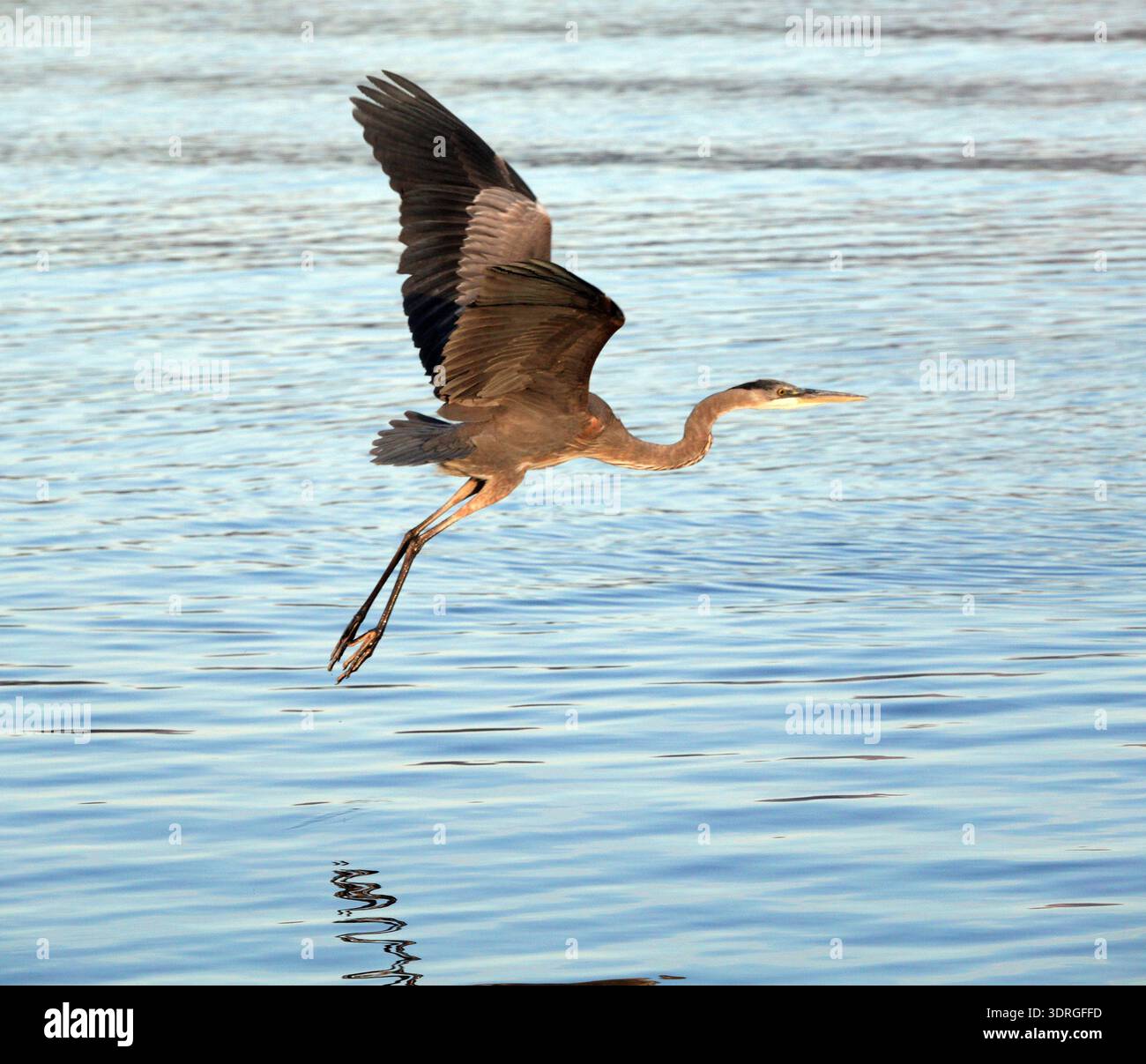 Un grand héron bleu recherche de petits poissons ou d'autres aliments à côté de la plage à Nopolo, Baja, Mexique, dans la mer de Cortes. Banque D'Images
