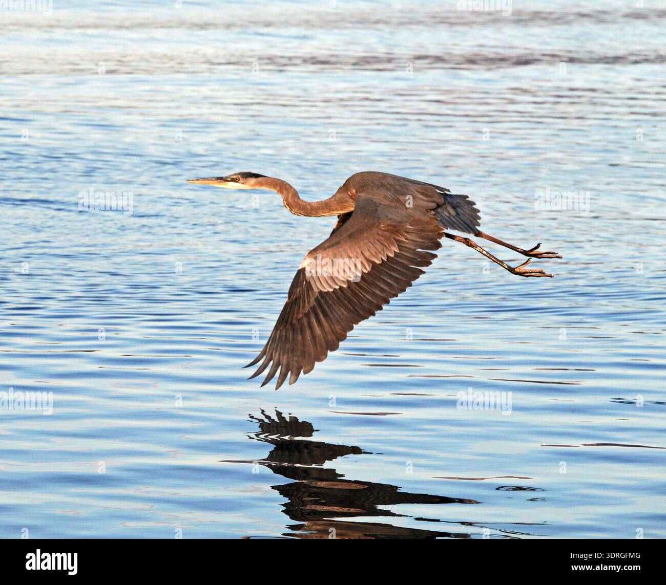 Un grand héron bleu recherche de petits poissons ou d'autres aliments à côté de la plage à Nopolo, Baja, Mexique, dans la mer de Cortes. Banque D'Images