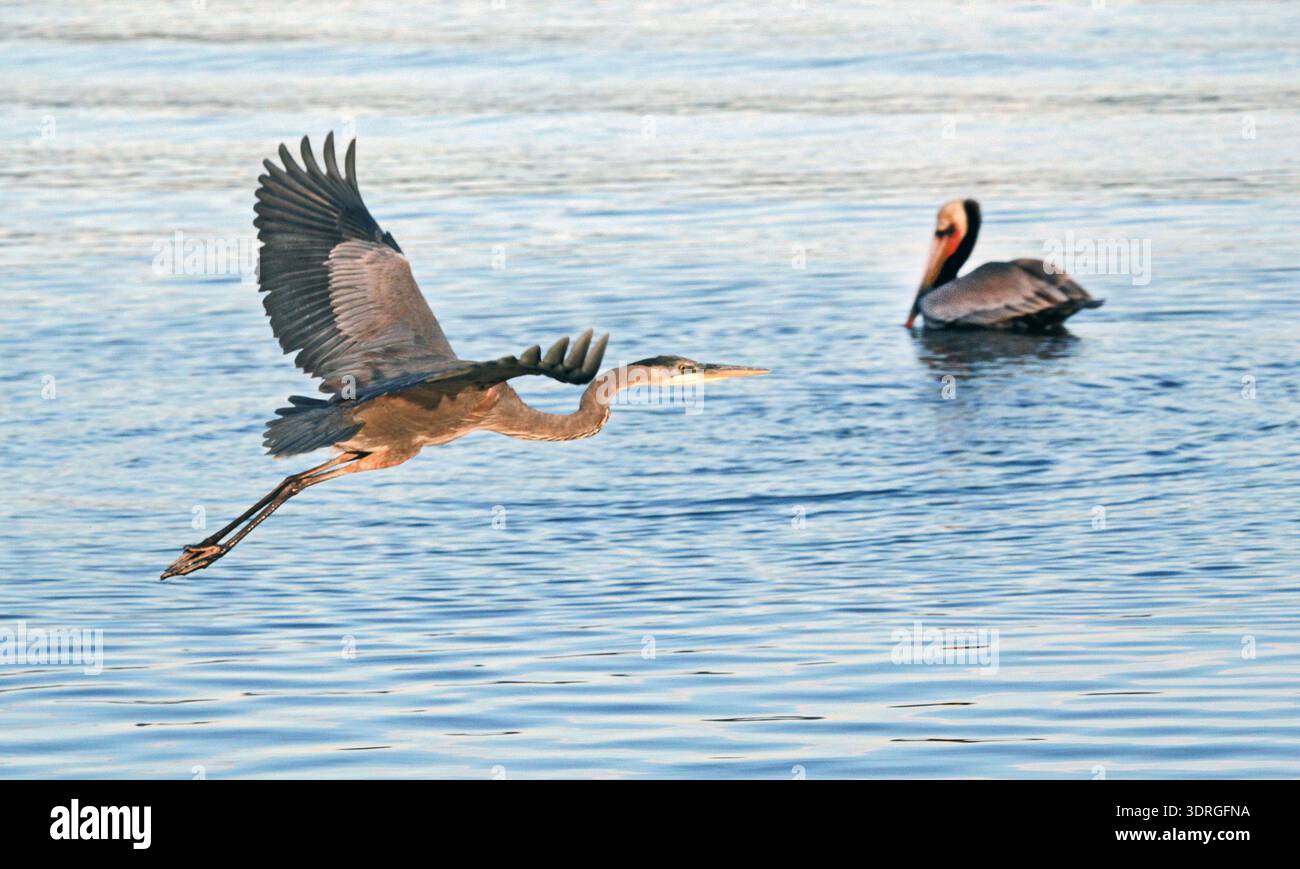 Un grand héron bleu recherche de petits poissons ou d'autres aliments à côté de la plage à Nopolo, Baja, Mexique, dans la mer de Cortes. Banque D'Images