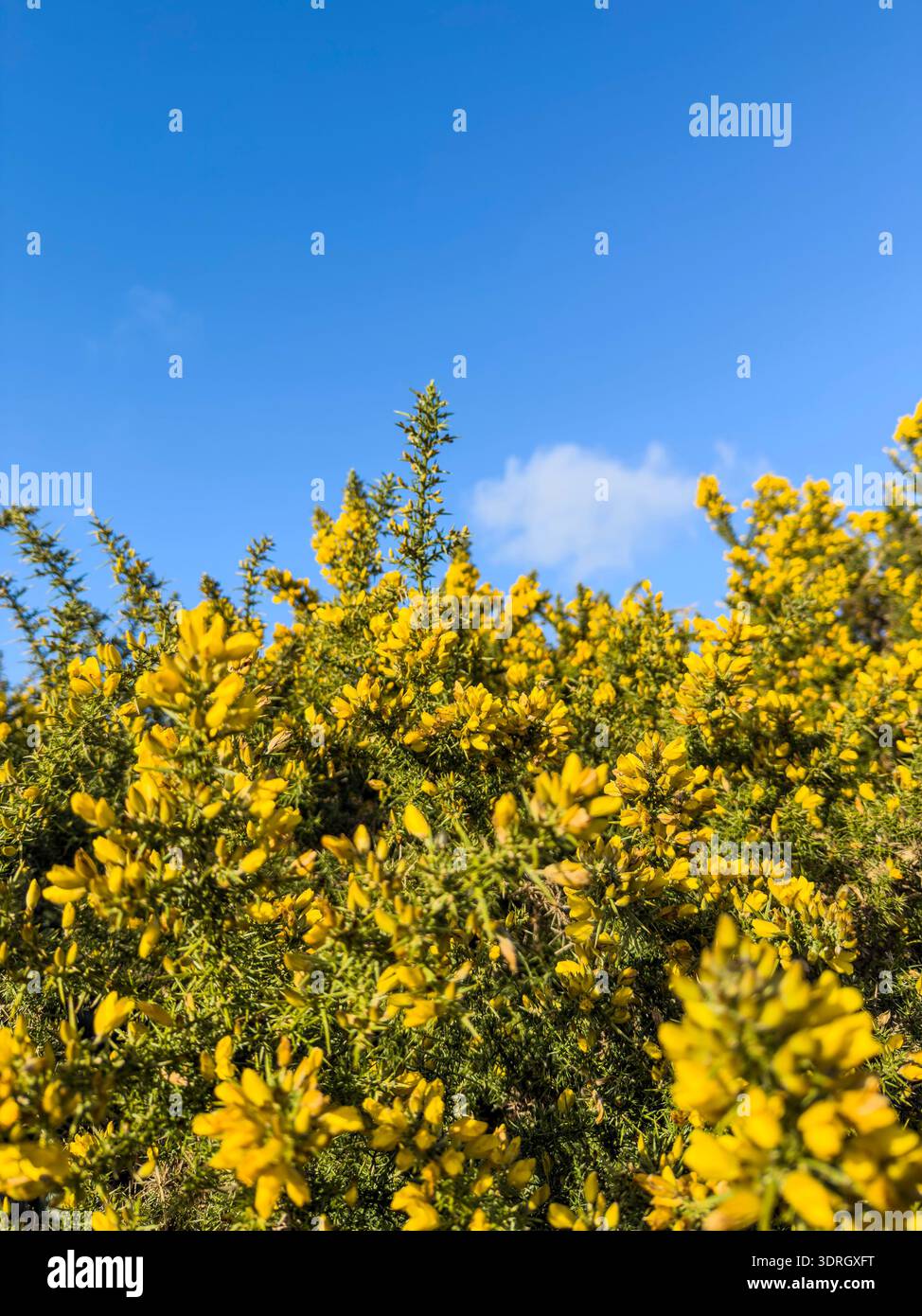 Fleurs gorses jaune vif fleurissant intensément sur un ciel bleu clair et lumineux avec des nuages clairsemés visibles Banque D'Images