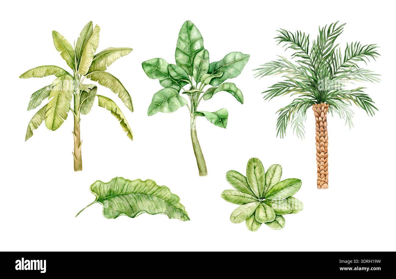 Ensemble de plantes tropicales aquarelle avec feuilles de bananier, feuillage de palmier et verdure de jungle. Illustration botanique pour papier peint de pépinière, intérieurs d'enfants, texte Banque D'Images