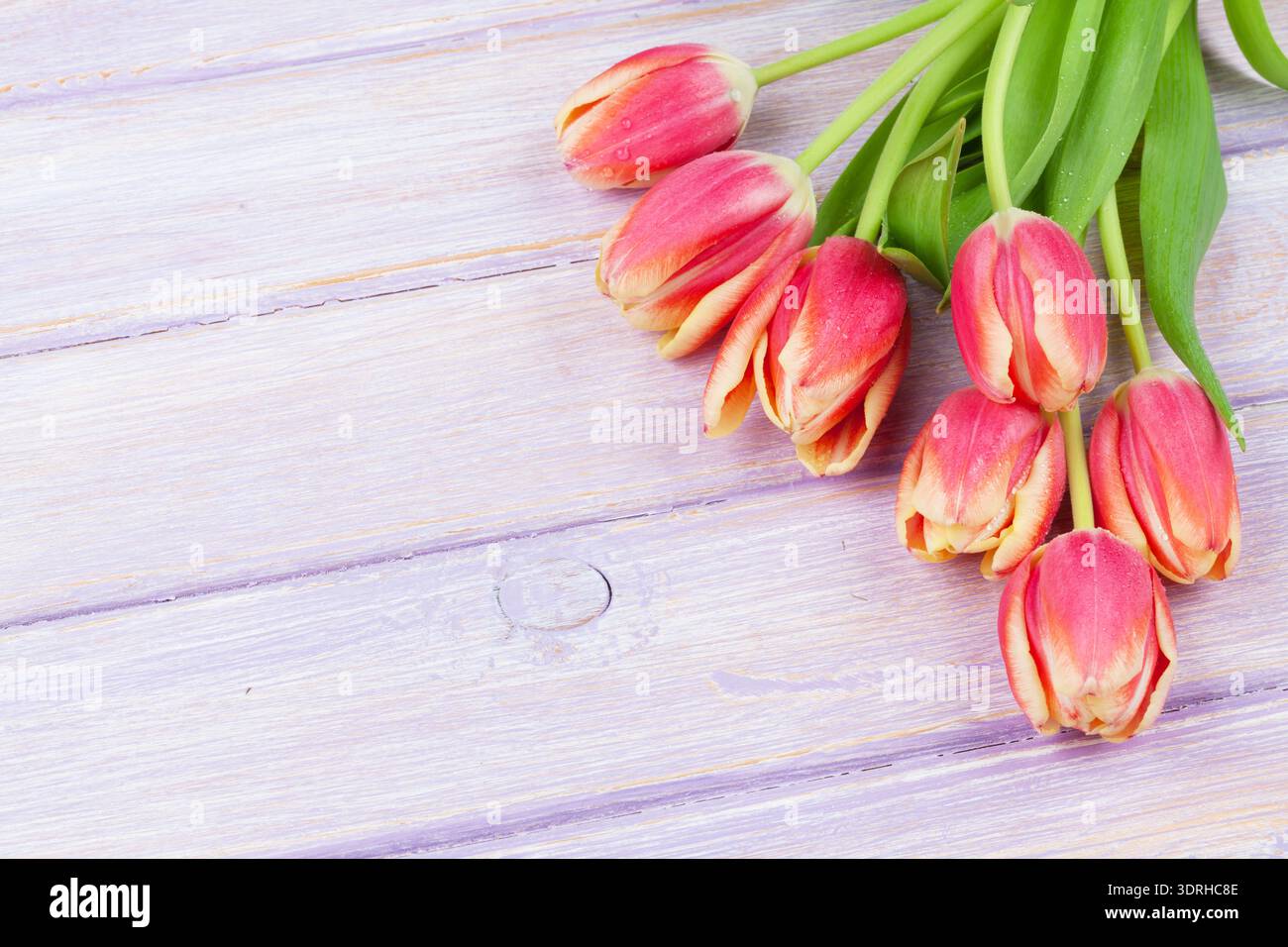 Tulipes rouges sur la table en bois. Top View with copy space Banque D'Images