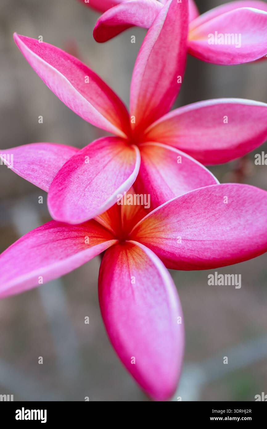 Gros plan vertical de fleurs de plumeria frangipani roses. Fond floral tropical pour les projets de spa de luxe, de bien-être et de marketing de voyage exotique. Banque D'Images