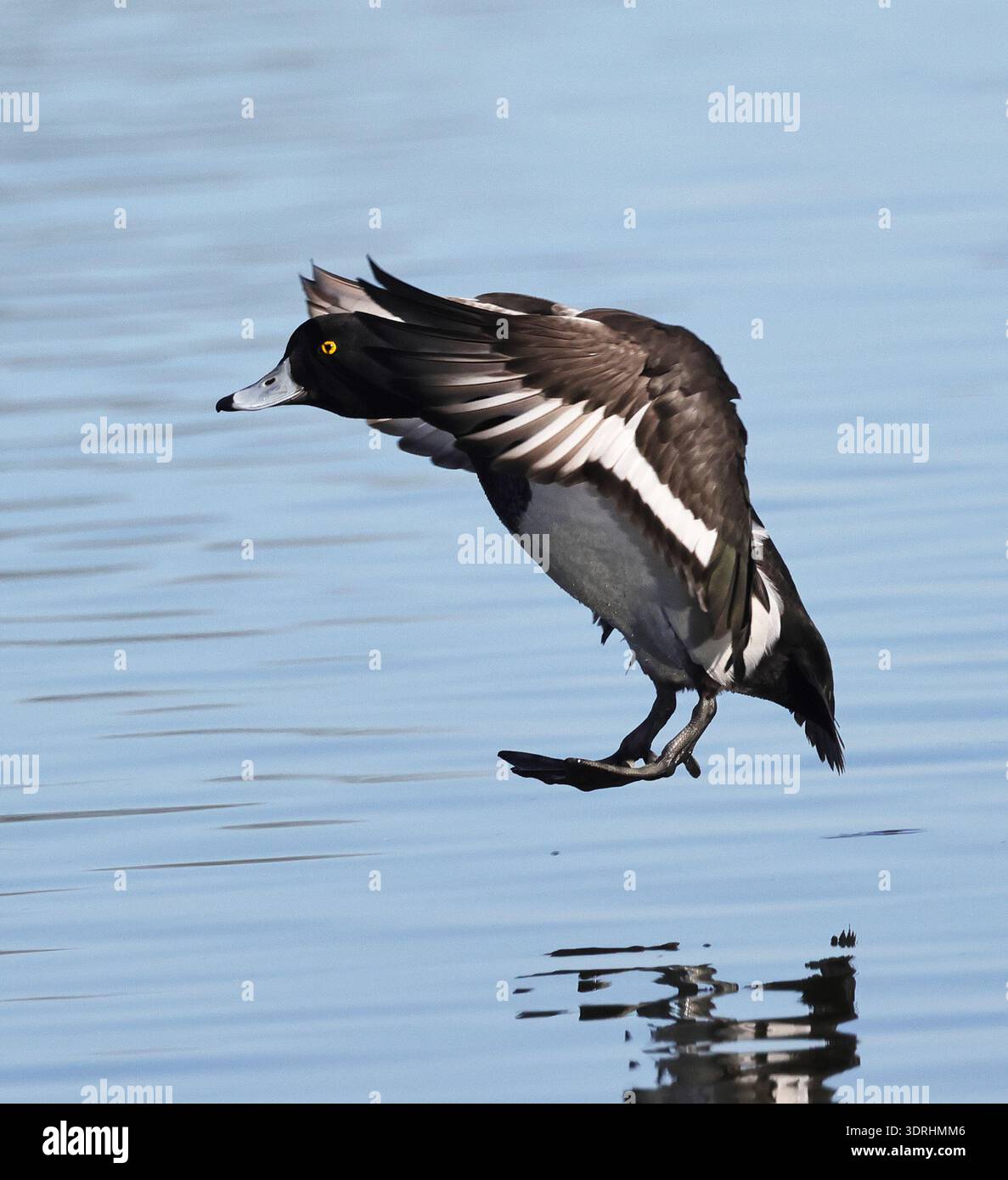 Débarque, en train de descendre Un canard touffeté (Aythya fuligula) au centre Slimbridge Wetlands dans le Gloucestershire au Royaume-Uni Banque D'Images