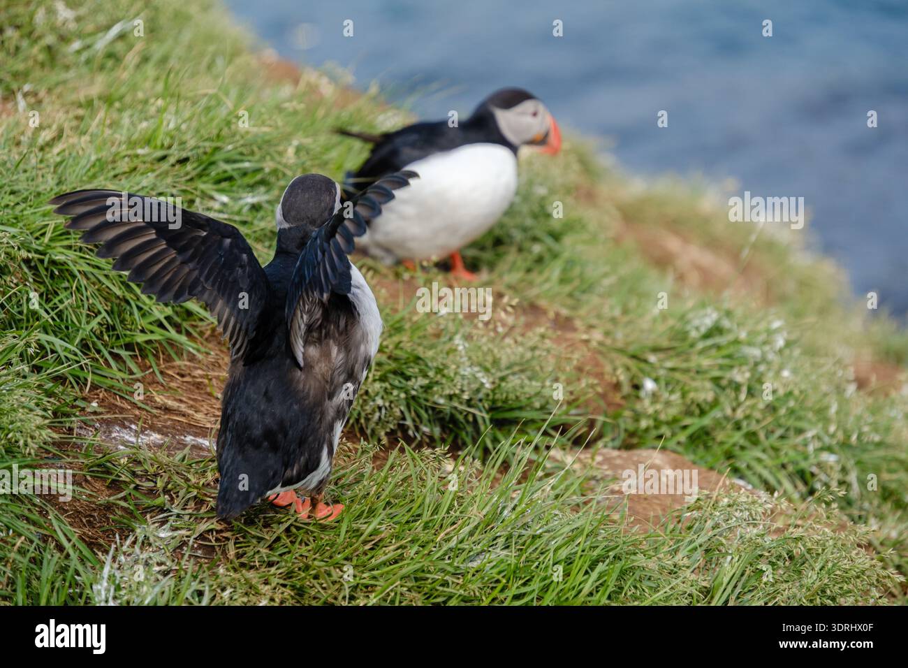 Macareux colorés perchés sur les falaises d'Islande, profitant de la lumière du soleil d'été Banque D'Images