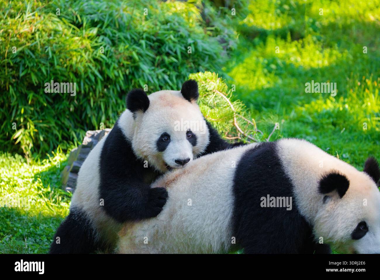 Joyeuse jouant aux pandas sur une pelouse verte Banque D'Images