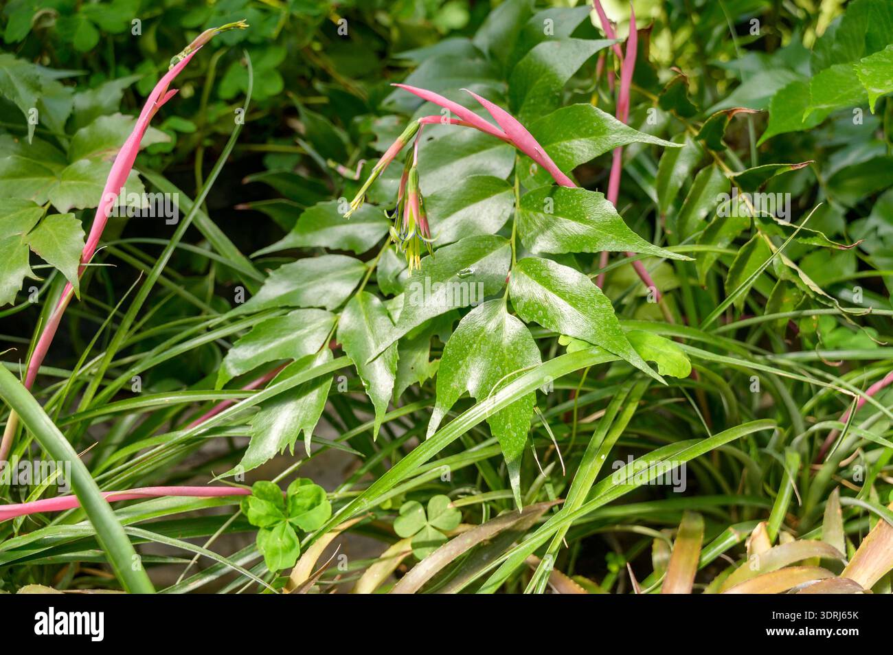 Plante de noix de Billbergia fleurie avec des bractées roses parmi un feuillage vert luxuriant dans un jardin tropical. Concept de beauté florale exotique et botanique unique Banque D'Images