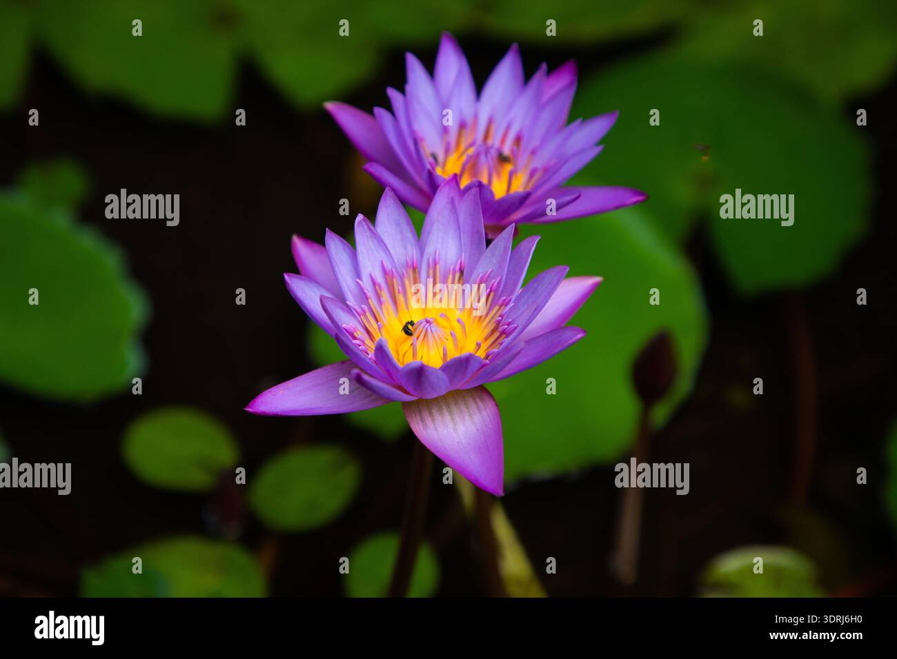 Fleur de lotus bleu, Nymphaea stellata, fleur nationale du Sri Lanka, Asie Banque D'Images