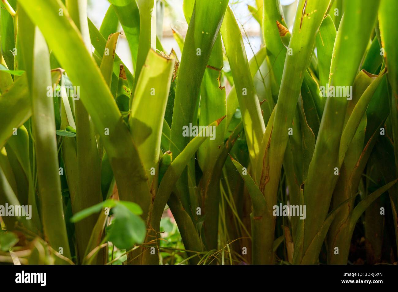 Gros plan des feuilles vertes éclatantes d'Aechmea fasciata dans un jardin tropical. Concept de texture botanique, beauté du feuillage exotique et santé des plantes Banque D'Images