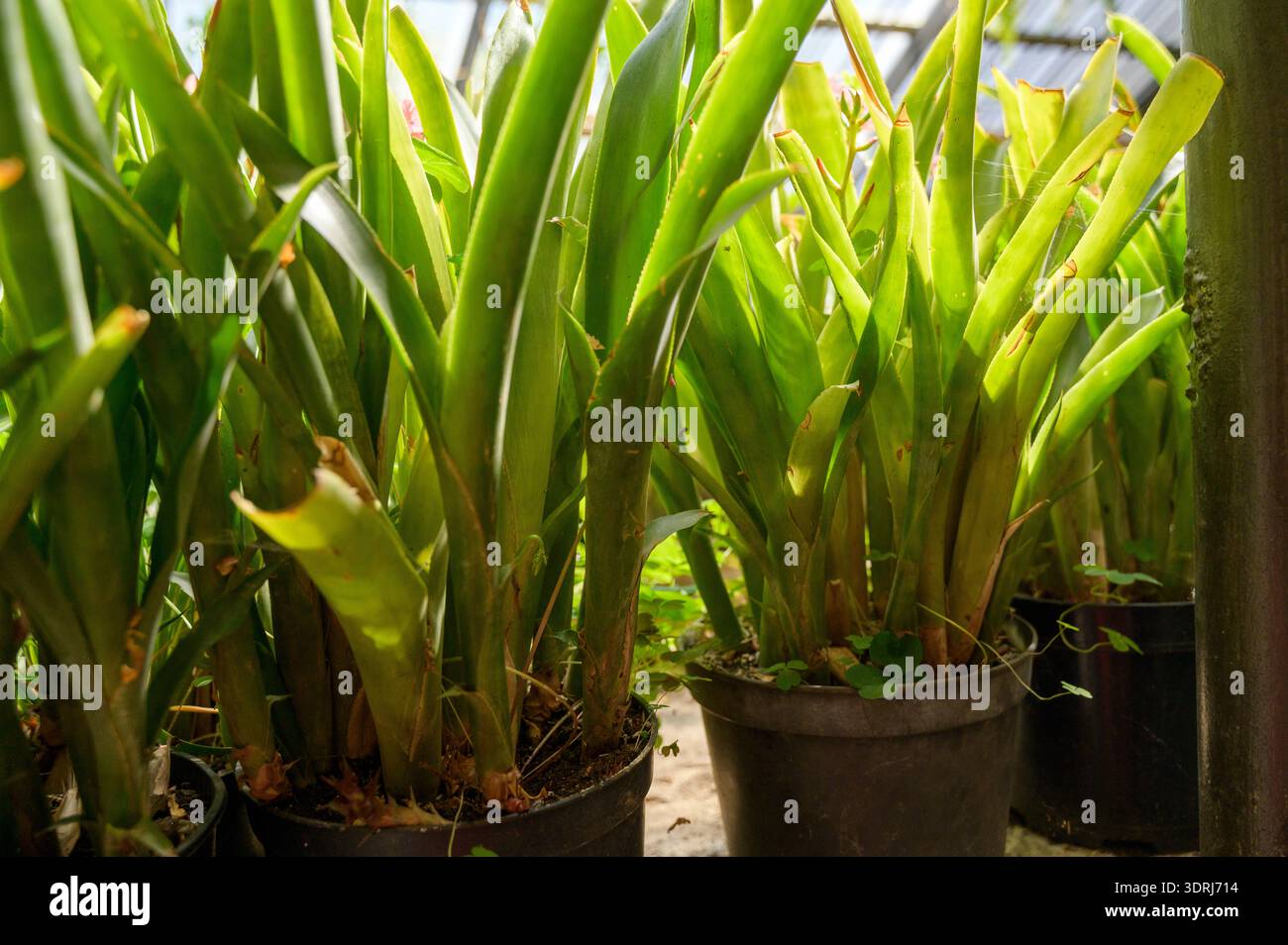 Plantes broméliades en pot avec des feuilles vertes droites dans un coin de serre ensoleillé. Concept de pépinière de plantes ornementales et aménagement paysager tropical pour indo Banque D'Images