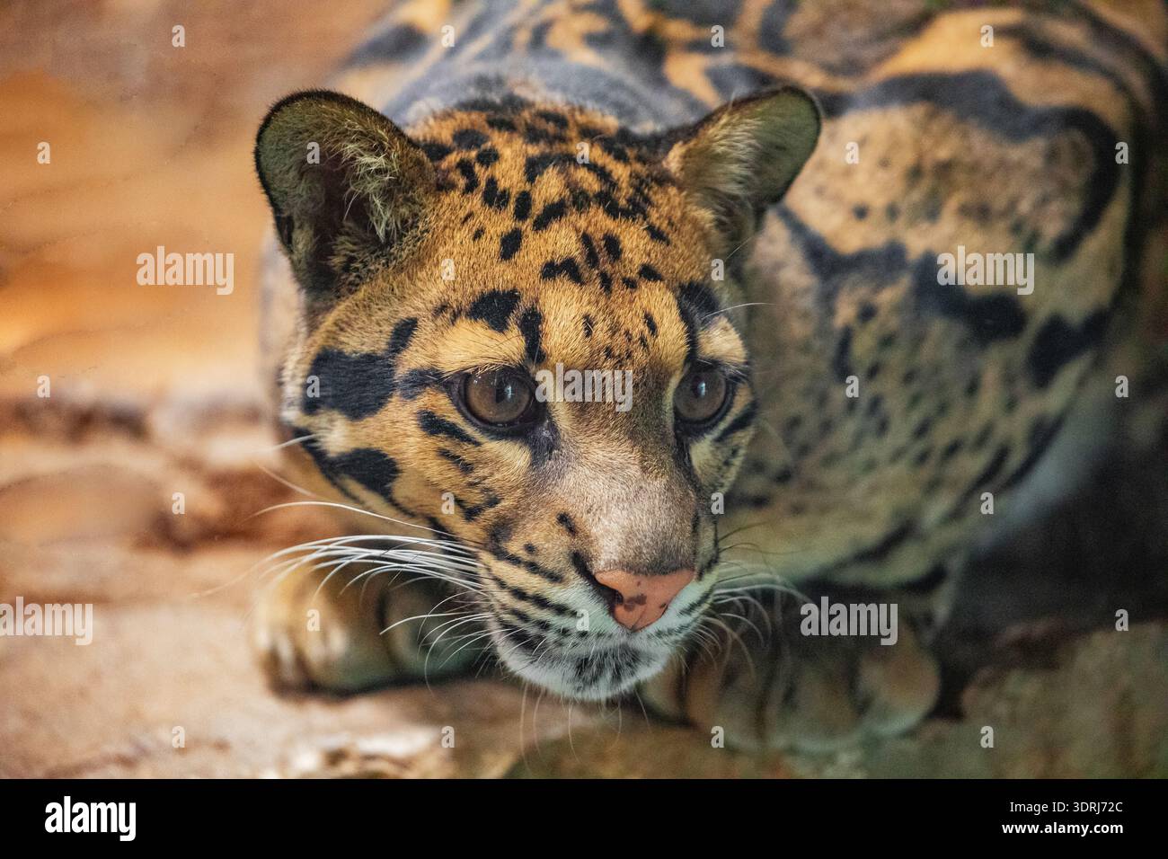Chat sauvage léopard nuageux (Neofelis nebulosa) Banque D'Images