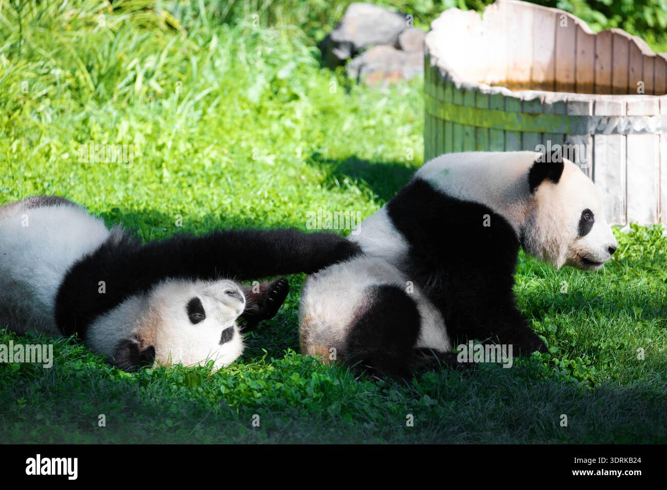 Joyeuse jouant aux pandas sur une pelouse verte Banque D'Images