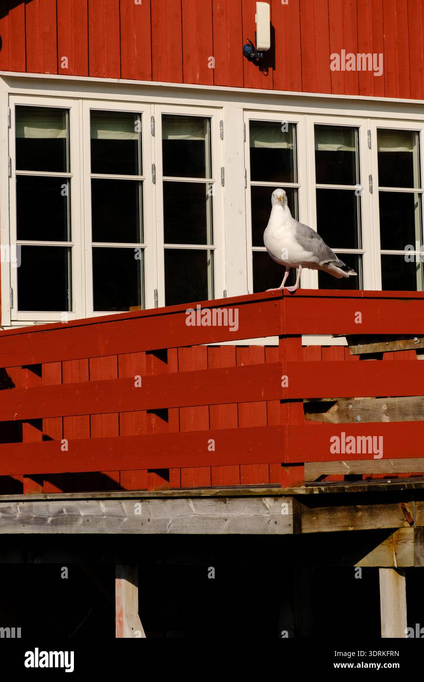 Mouette perchée sur un pont en bois rouge à Lofoten, en Norvège, sous un ciel bleu clair Banque D'Images